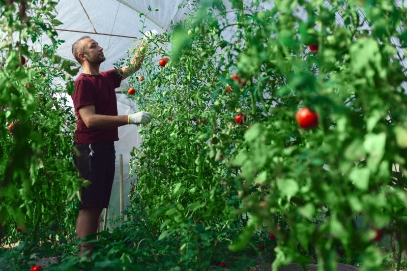 The Future of Greenhouse Technology: Innovations Revolutionizing Vegetable Farming The Future of Greenhouse Technology: Innovations Revolutionizing Vegetable Farming